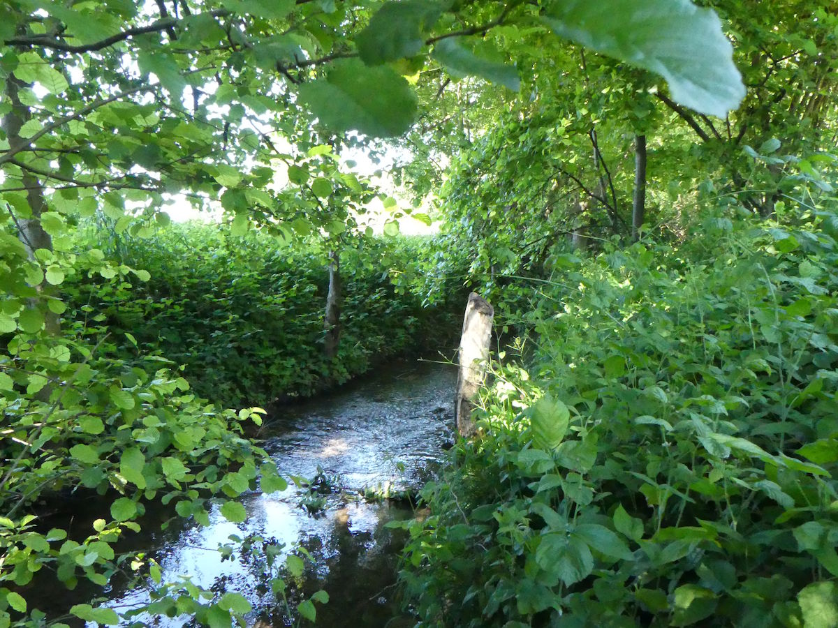 Zwei Gewässer – Erlensee und Waldangelbach